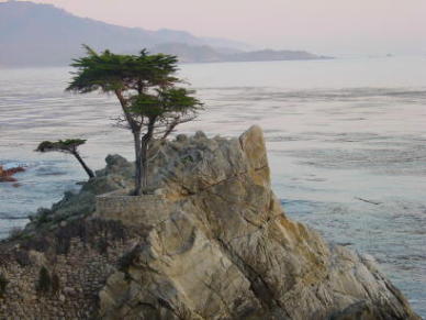 Lone Cypress Tree at Pebble Beach